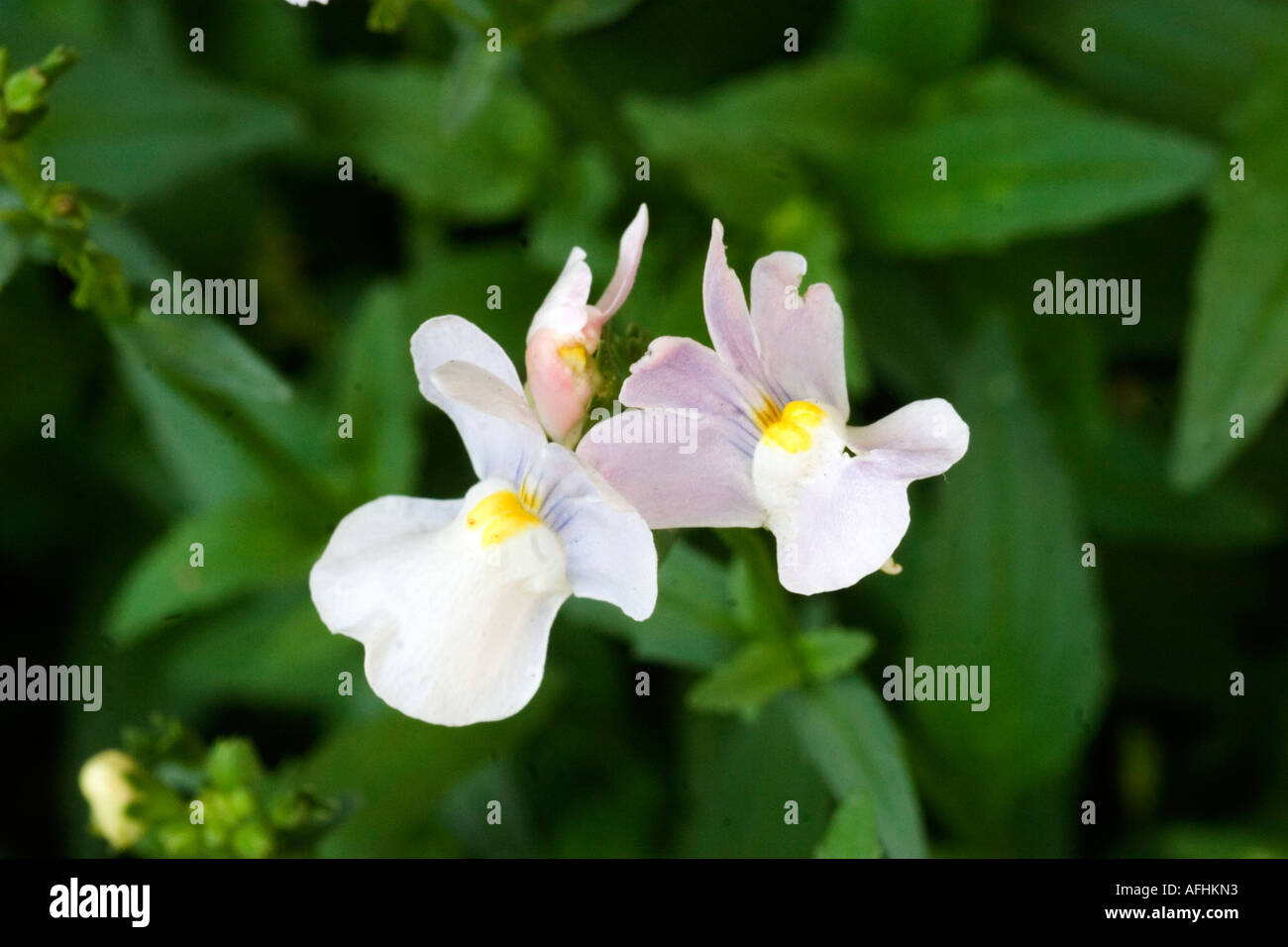 Nemesia Amelie flower in bloom Stock Photo - Alamy