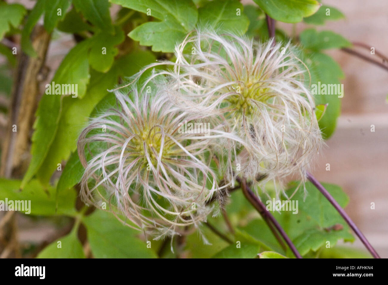 Clematis after flowering Stock Photo