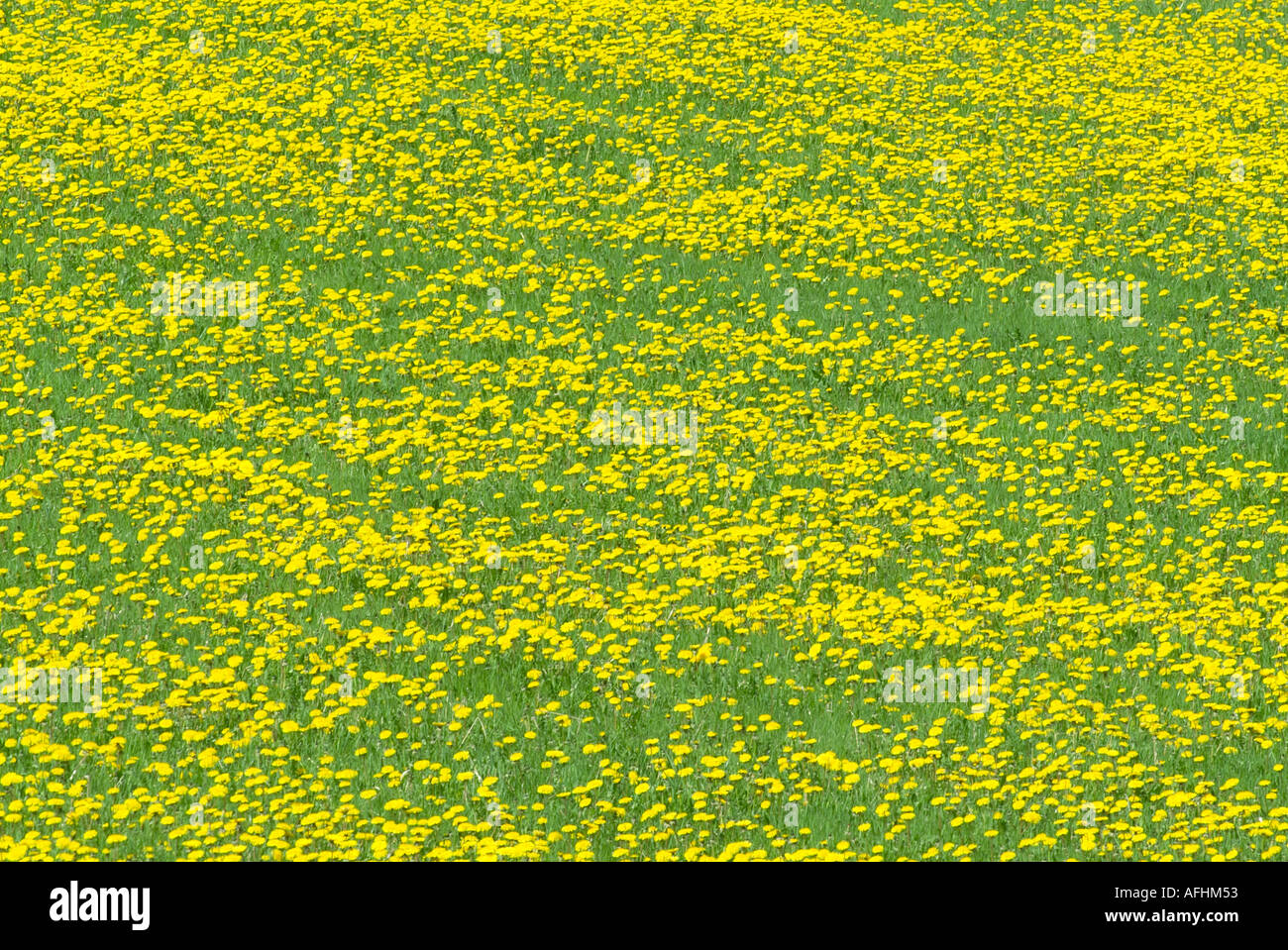 Dandelion field in rural hi-res stock photography and images - Alamy