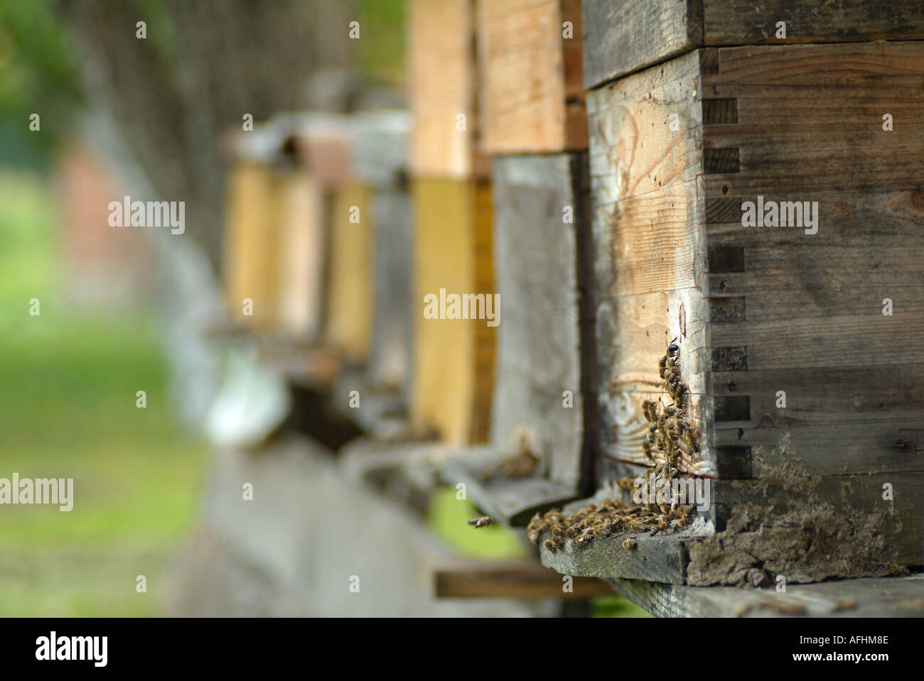 Beehives Stock Photo