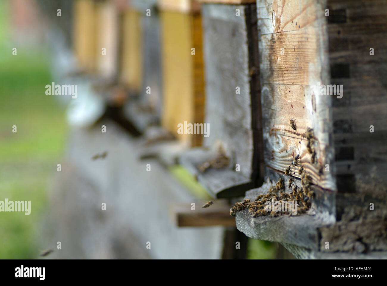 Beehives Stock Photo