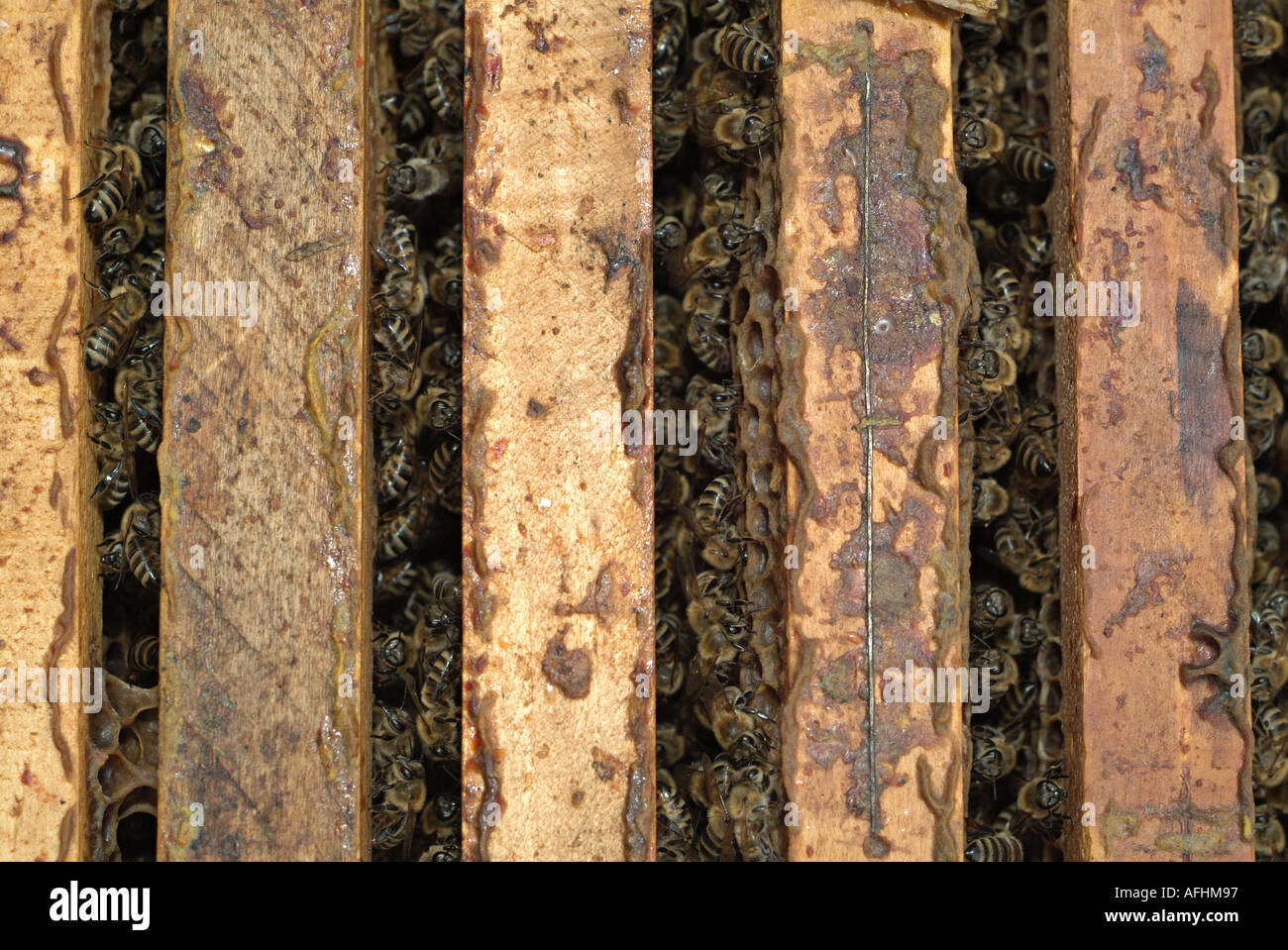 Beehive, Close Up. Stock Photo