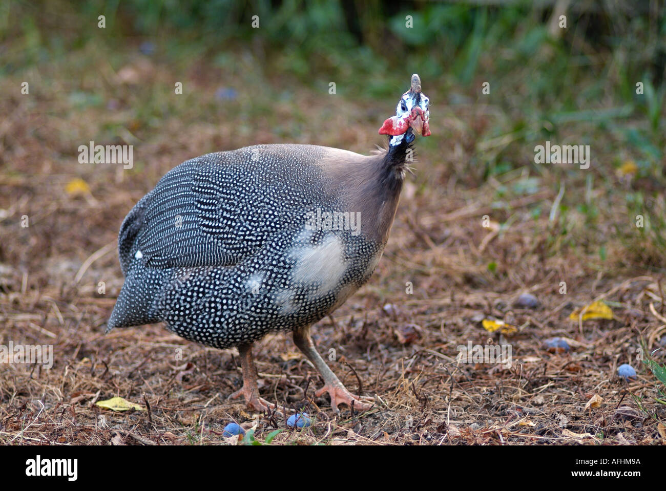 Guinea Fowl Stock Photo