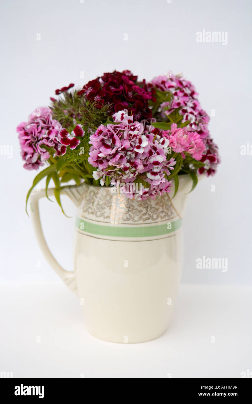 Sweet williams in a vase Stock Photo - Alamy