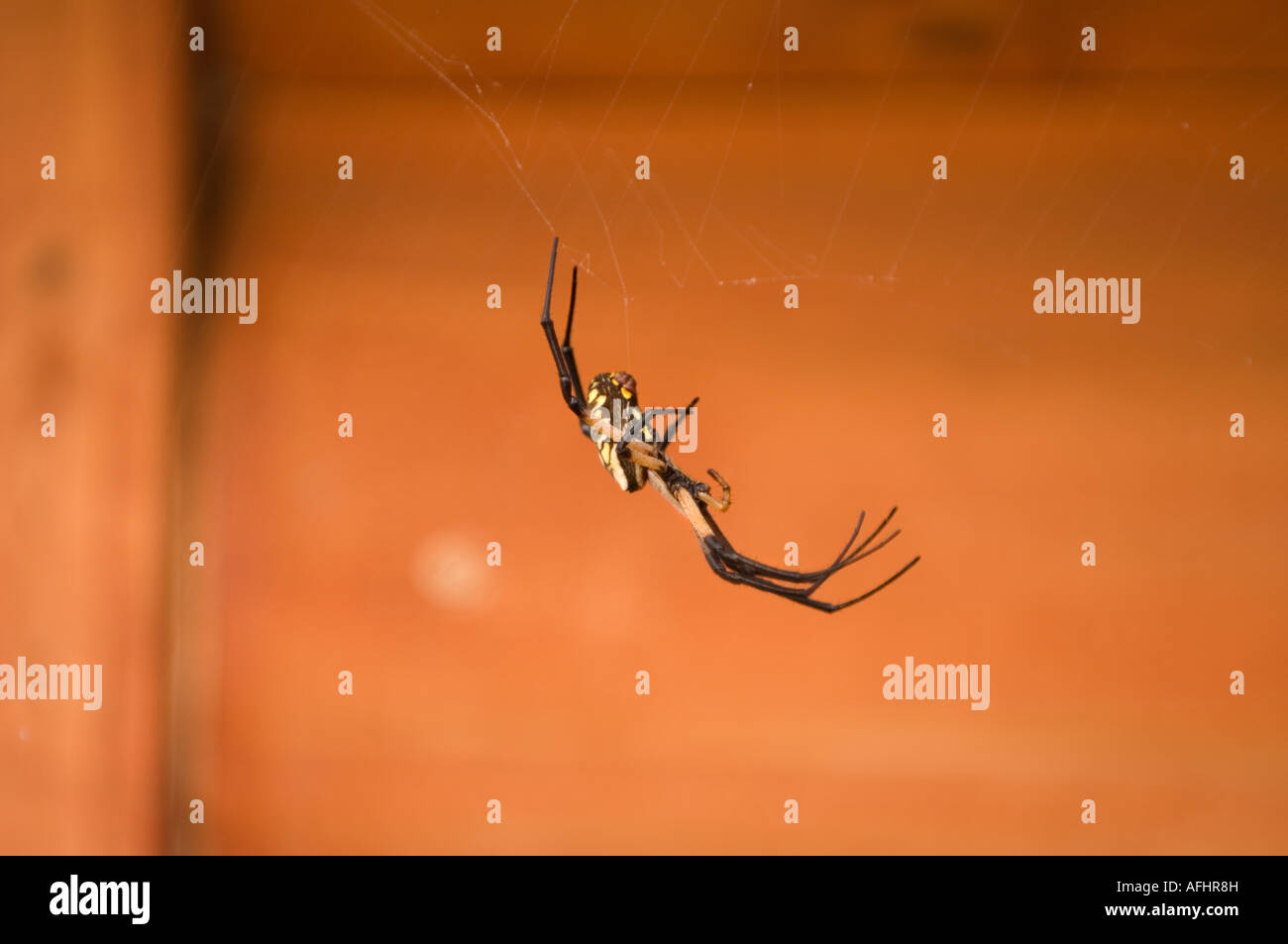 Black And Yellow Garden Spider Argiope Aurantia At A Cabin On Lake