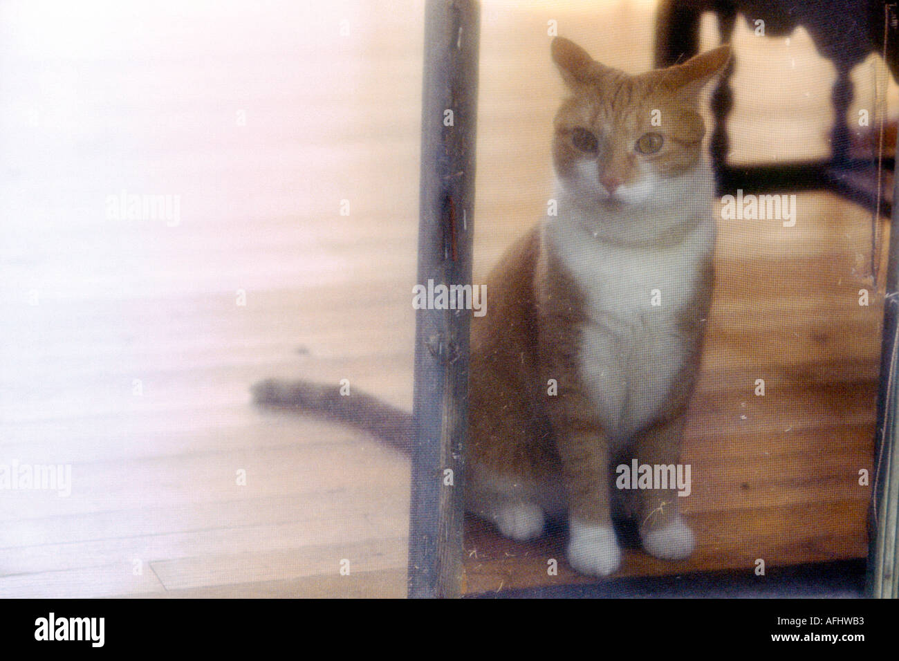 cat looking out through screen door Stock Photo