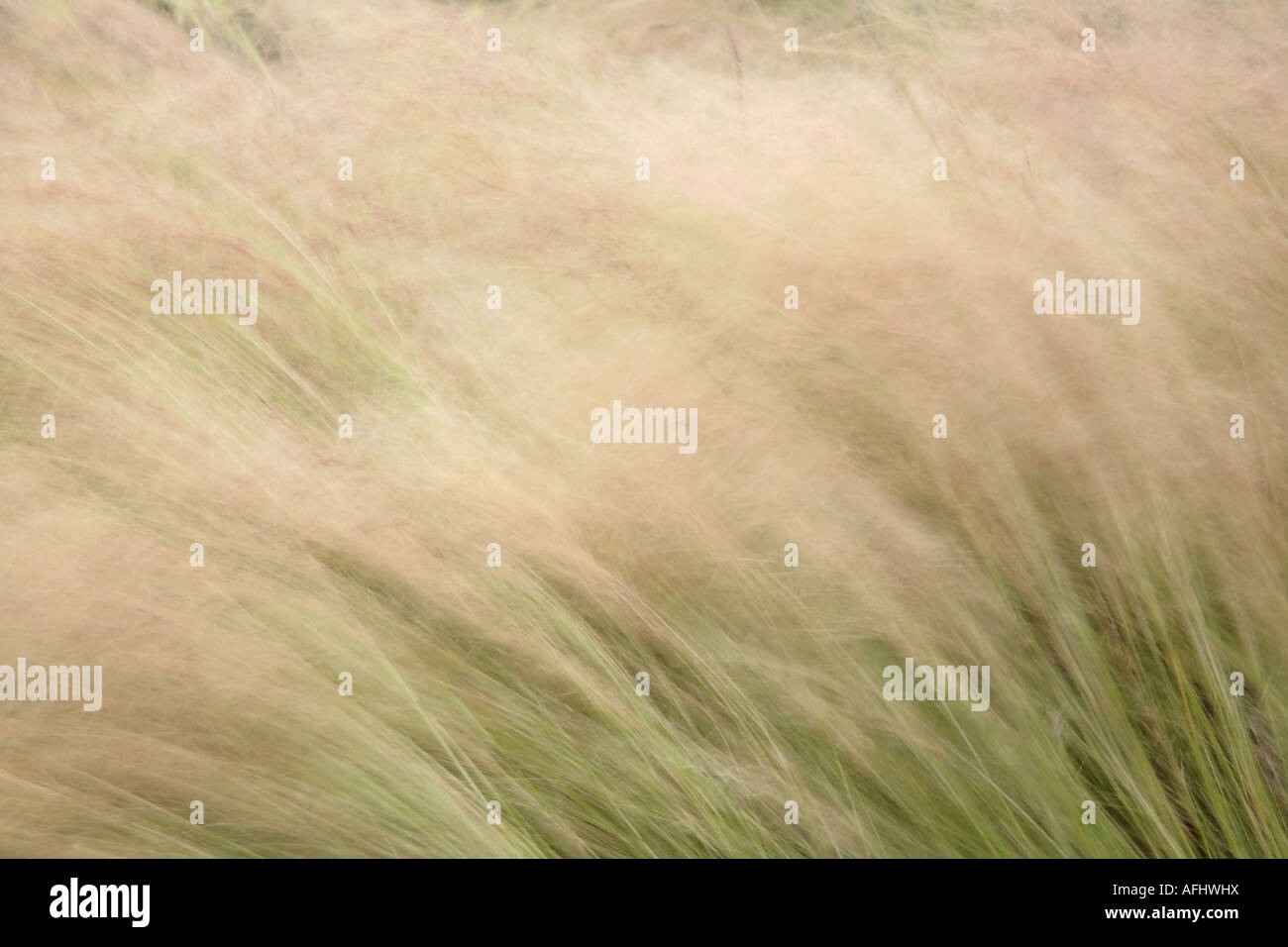 Pheasant Grass (Stipa tenuifolia) swaying in the breeze - late summer. UK Stock Photo