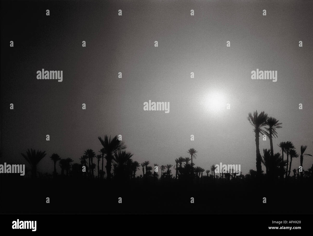 Palm Trees in Morocco Silhouetted Against Sunset Sky Stock Photo
