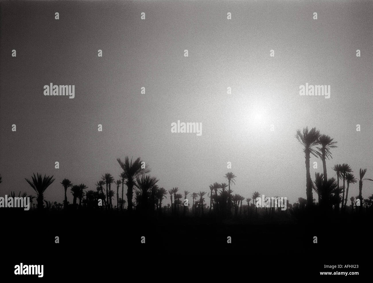 Palm Trees in Morocco Silhouetted Against Sunset Sky Stock Photo