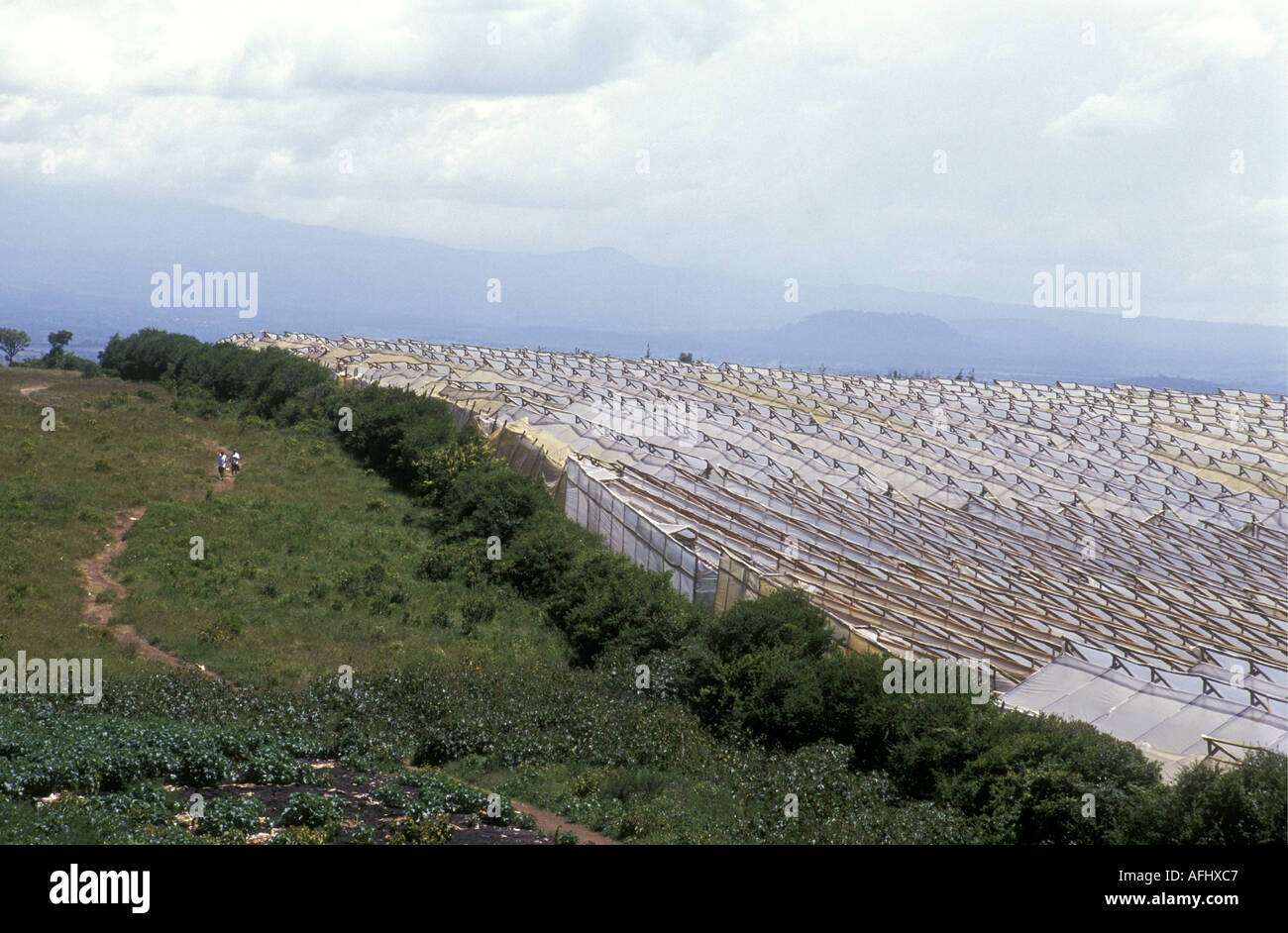 Greenhouses for growing vegetable crops on a huge modern farm in Kenya