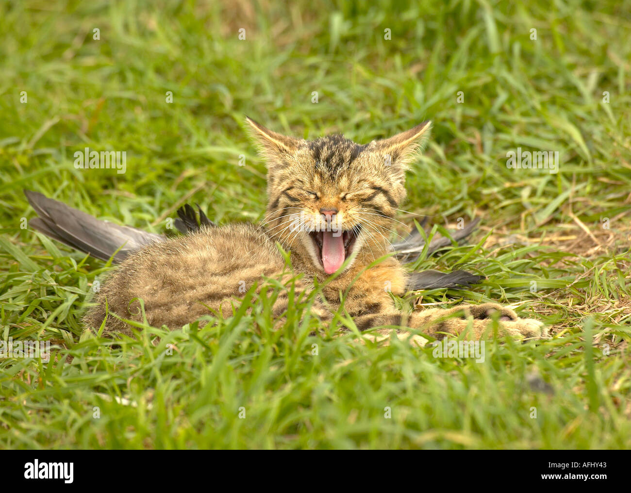 Cute little Scottish Wildcat kitten (Felis sylvestris) yawning whilst