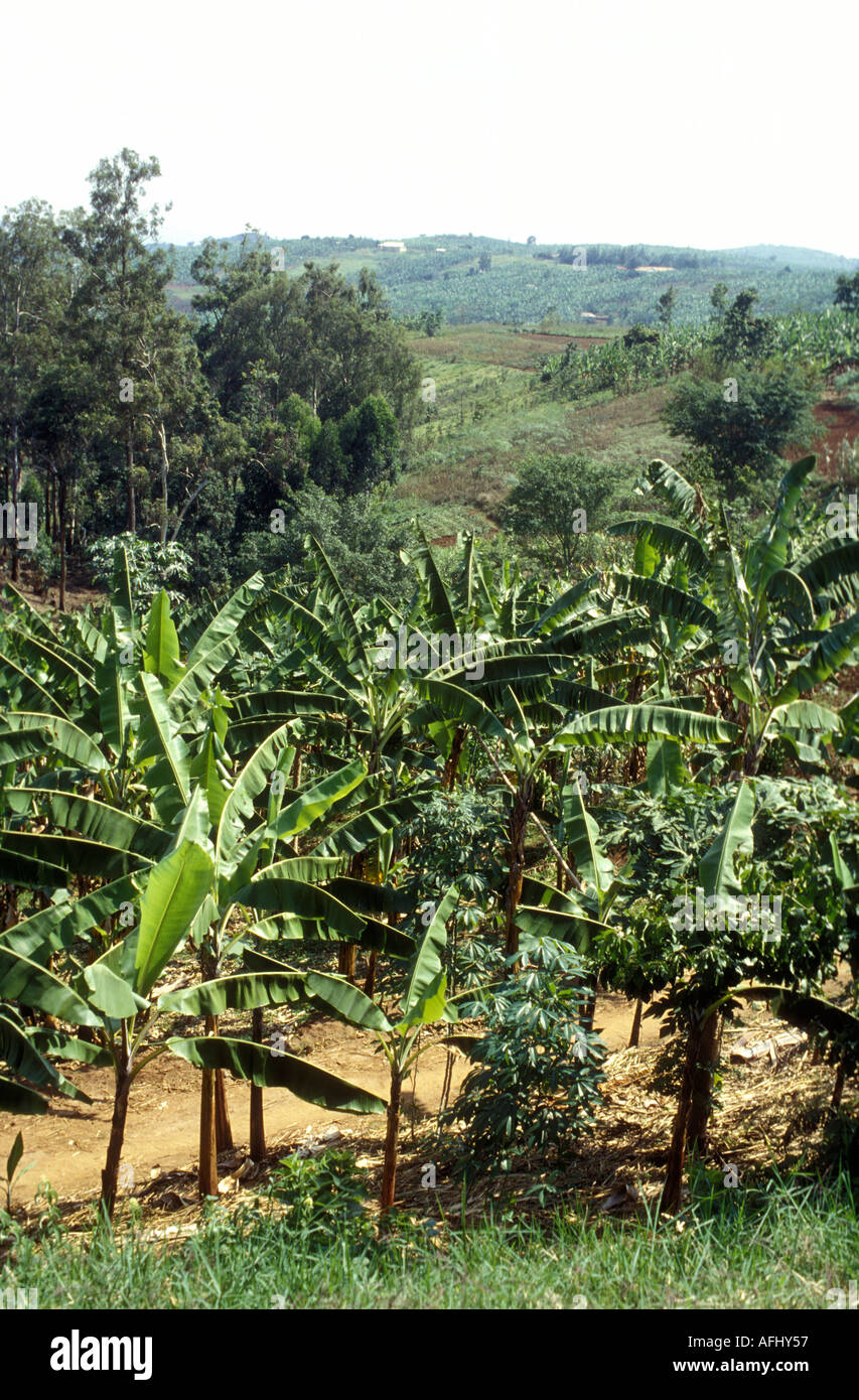 A banana plantation and other small farms South west Uganda Africa