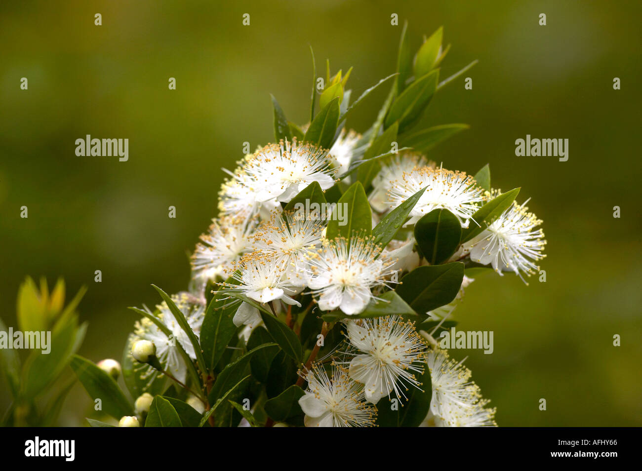 Common Myrtle shrub (Myrtus communis) in flower against a blurred background Stock Photo