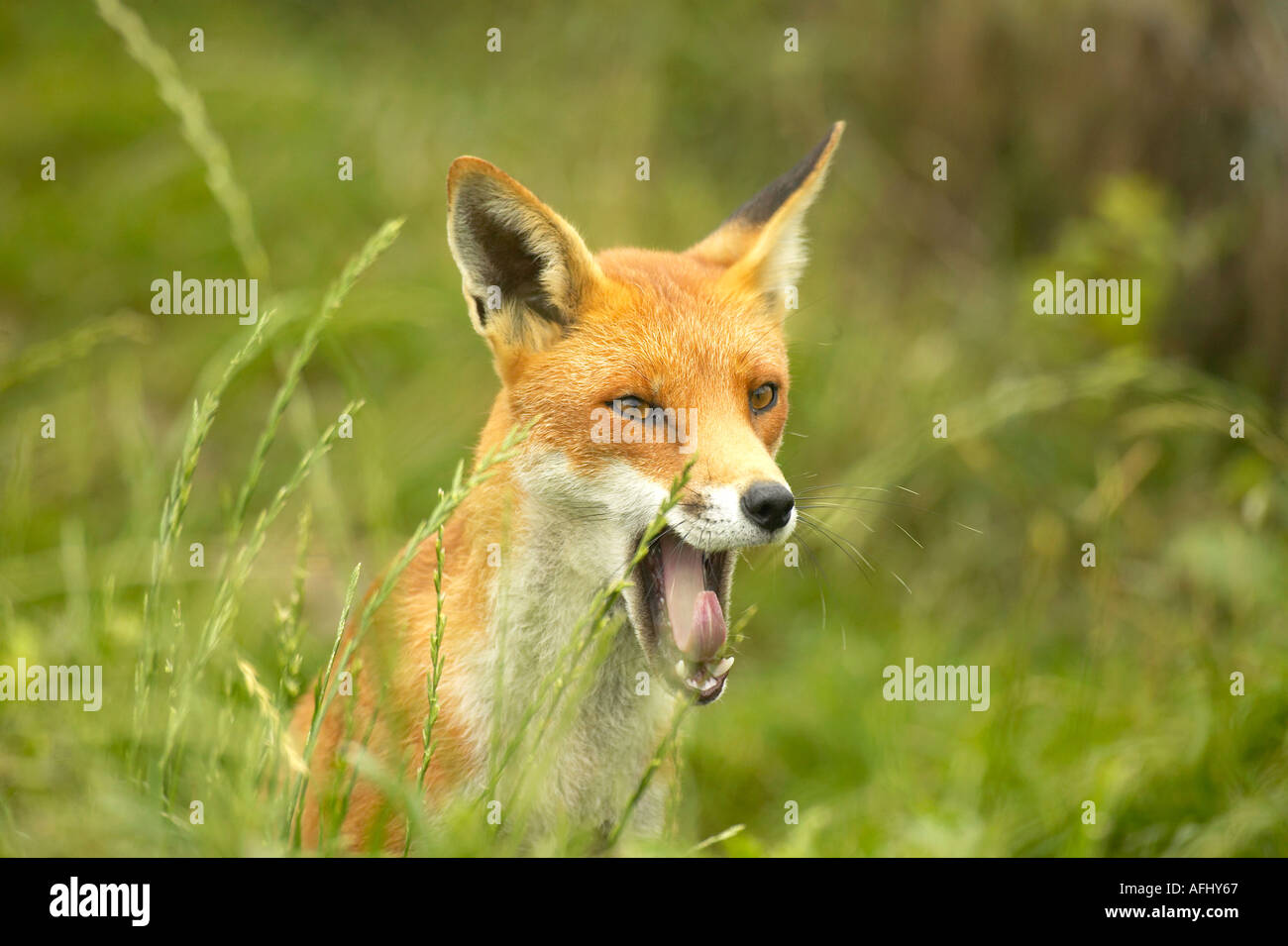 A beautiful adult Red Fox (Vulpes vulpes) sitting down and yawning. Stock Photo