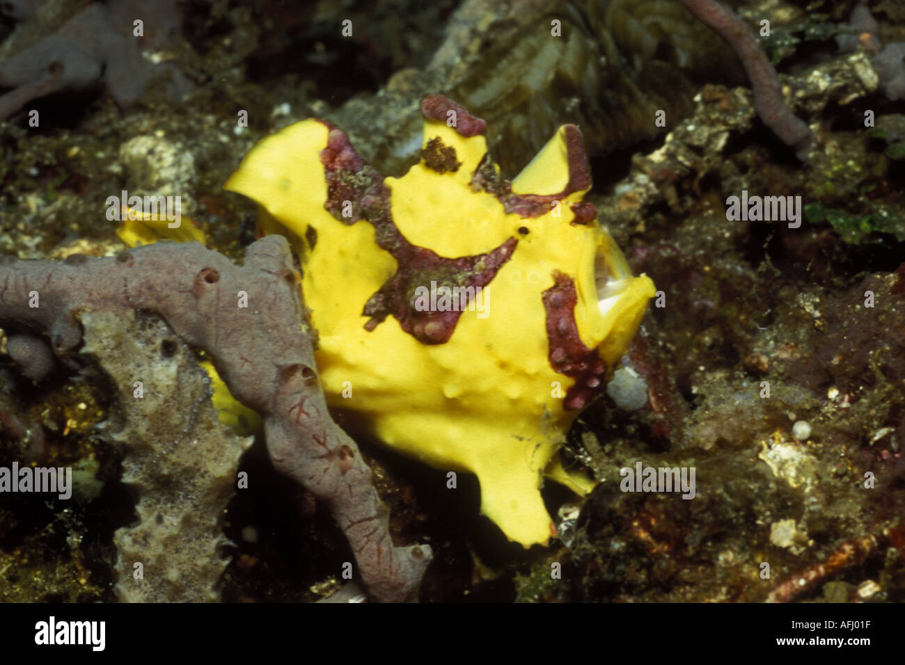 Warty Frogfish Antennarius maculatus Lembeh Straits Indonesia Stock Photo