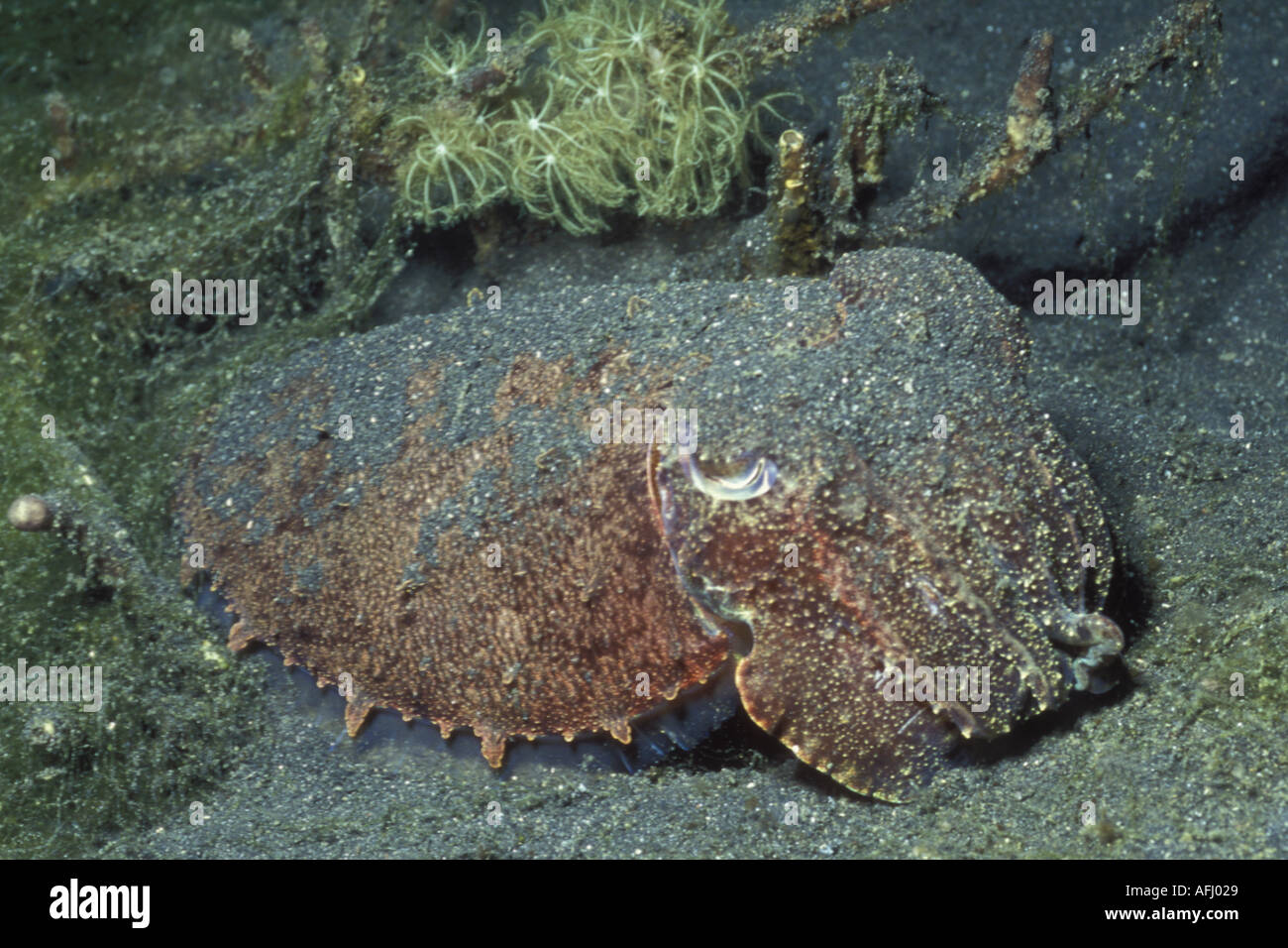 Reef Cuttlefish covers itself with sand to hide Sepia sp Lembeh Straits Indonesia Stock Photo