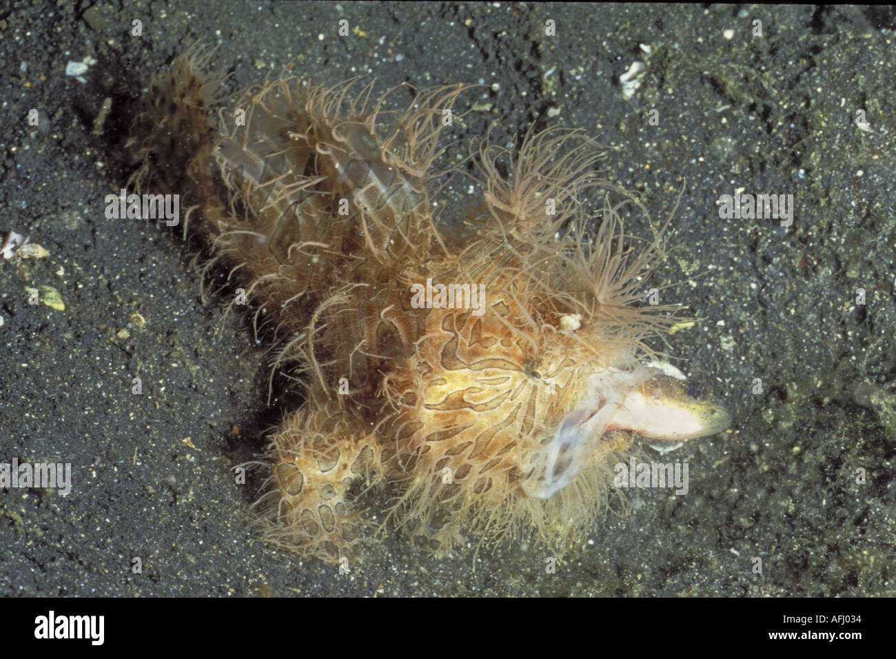 Striated Frogfish eats baitfish Antennarius straitus Lembeh Straits