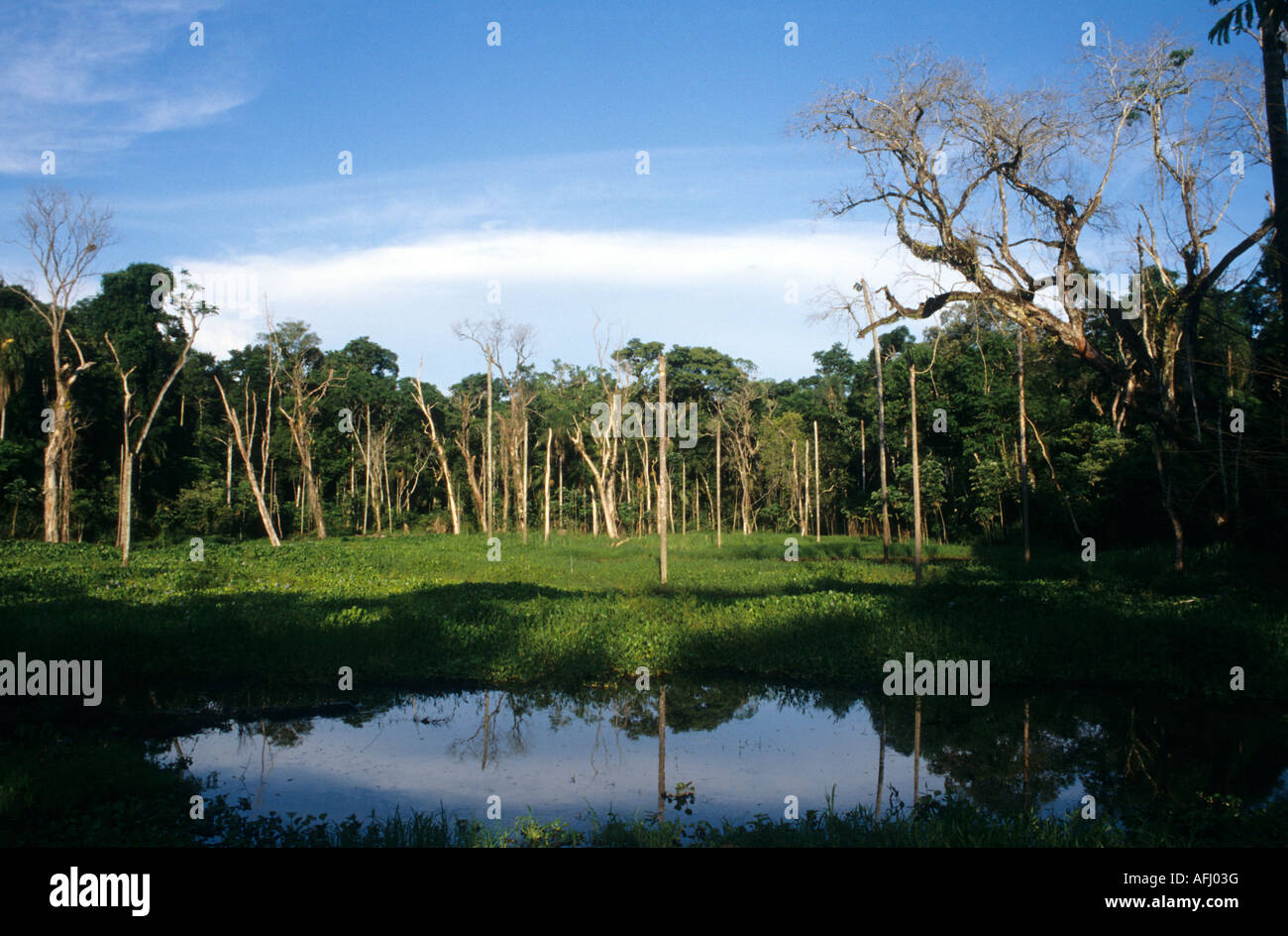 A pond in the rainforest Stock Photo Alamy