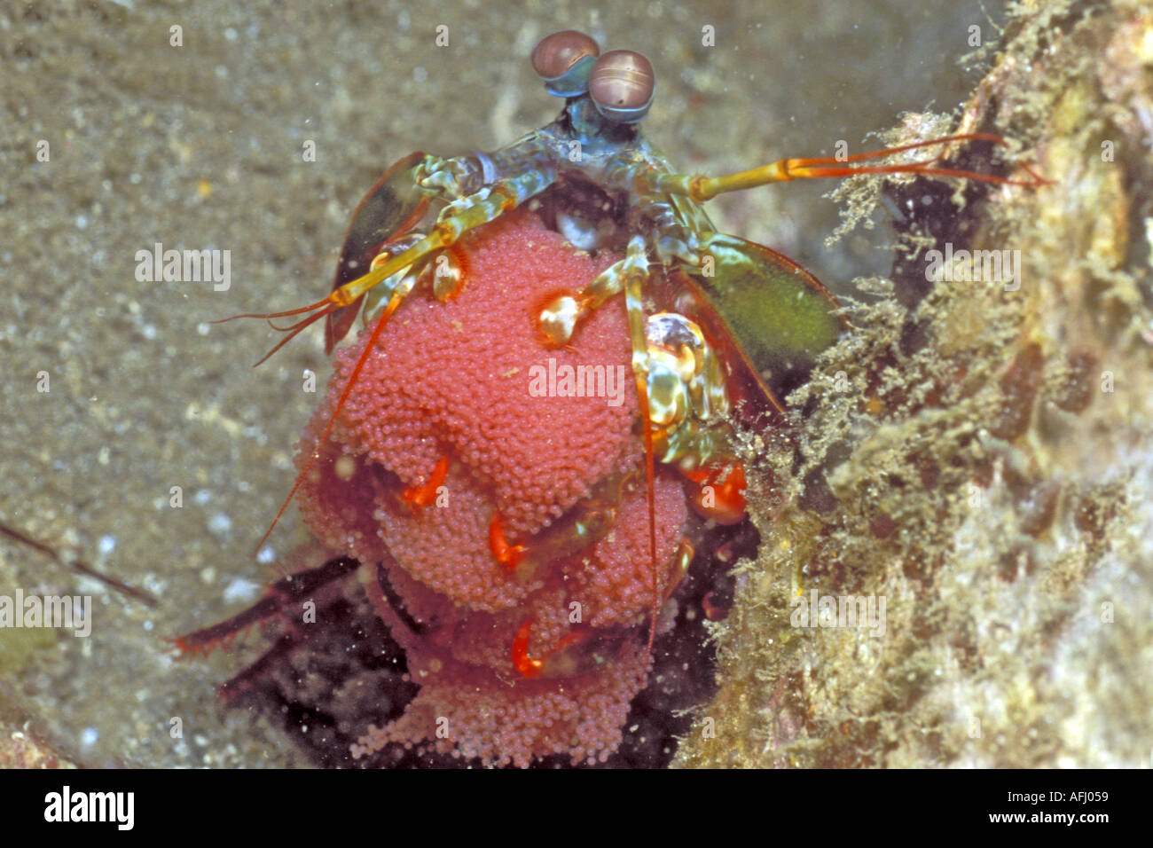 Smasher Mantis Shrimp full of eggs Odontodactylus scyallarus Lembeh Straits Indonesia Stock Photo