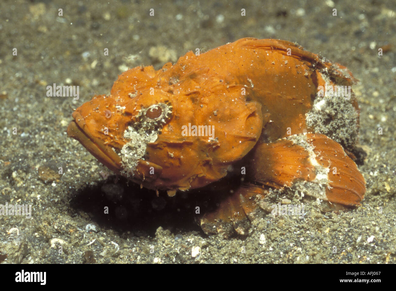 Flasher Scorpionfish Scorpaenopsis macrochir Lembeh Straits Indonesia Stock Photo