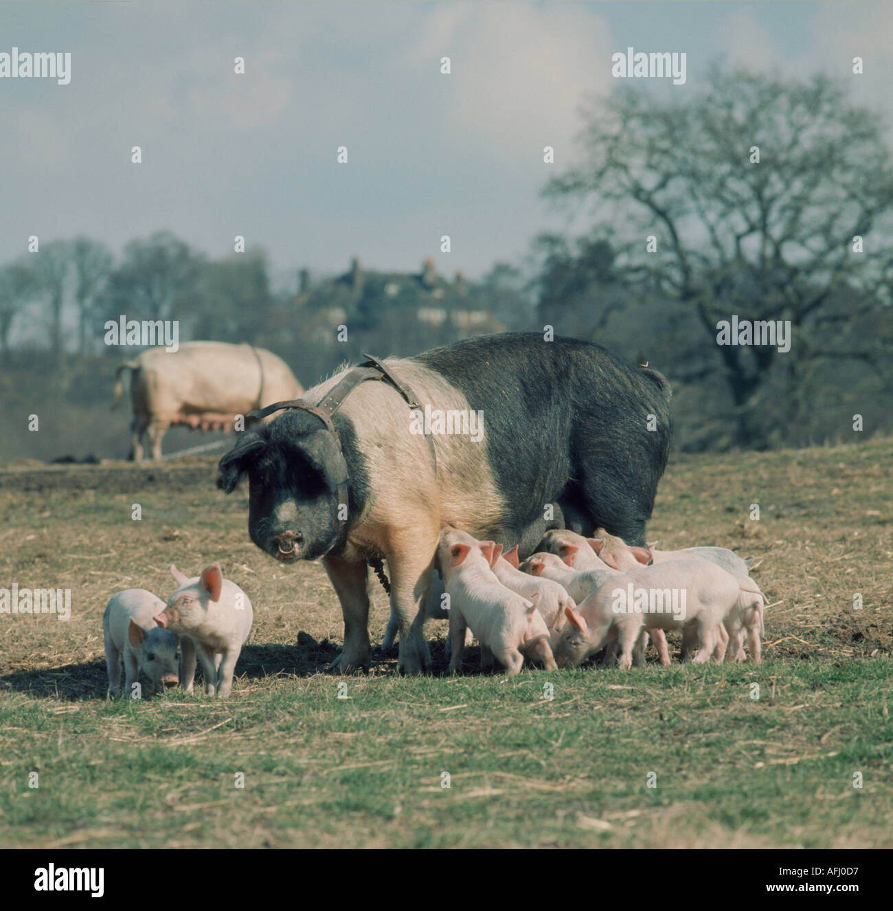 Young piglets suckling Stock Photo
