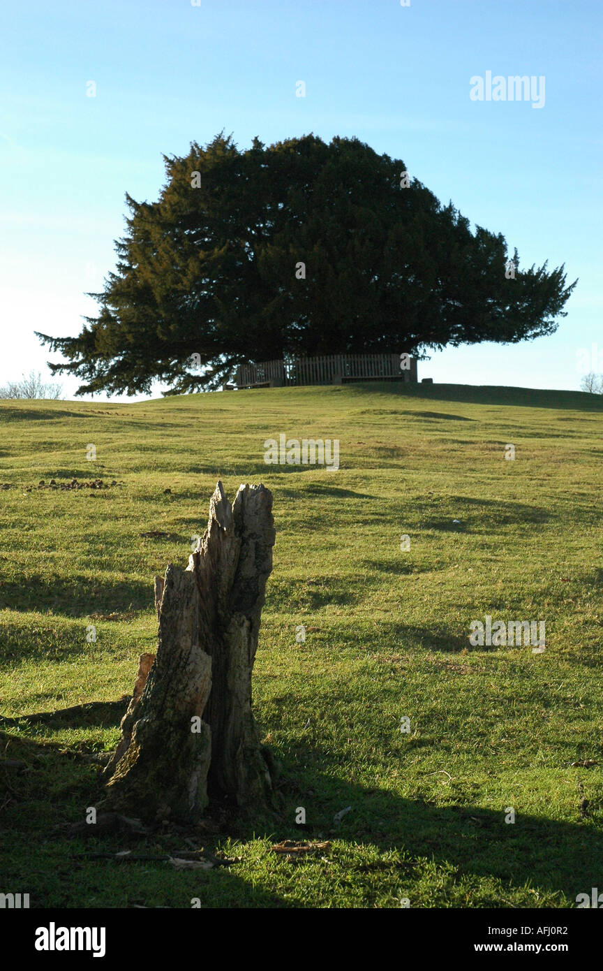 Green stump of a tree hi-res stock photography and images - Alamy