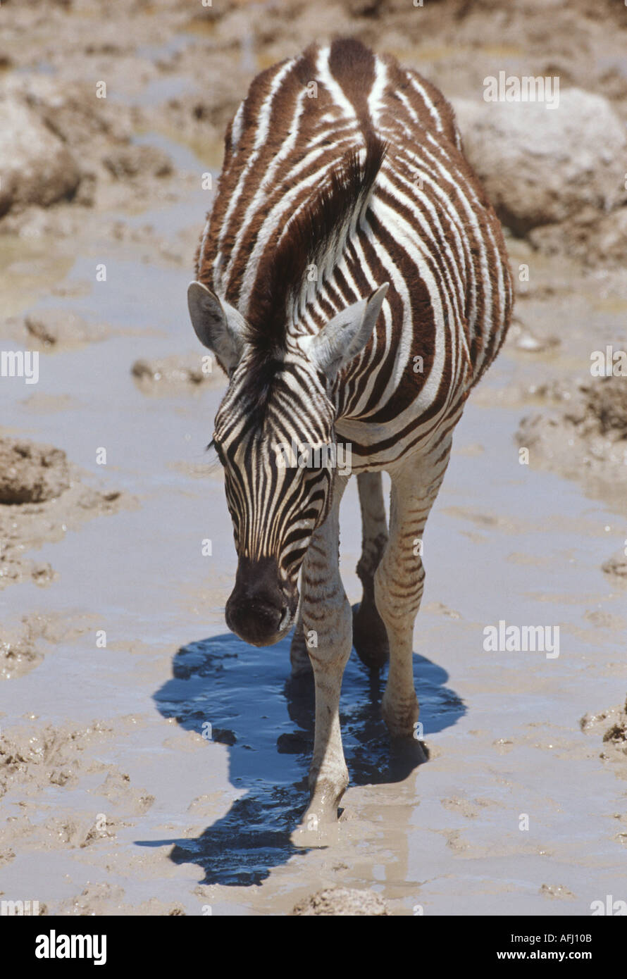 Zebra animals hi-res stock photography and images - Alamy
