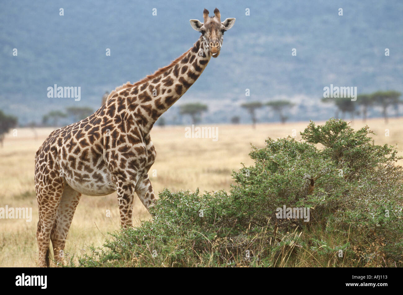 Masai Giraffe Masai Mara Kenya Stock Photo Alamy masai-giraffe-masai-mara-kenya-stock-photo-alamy