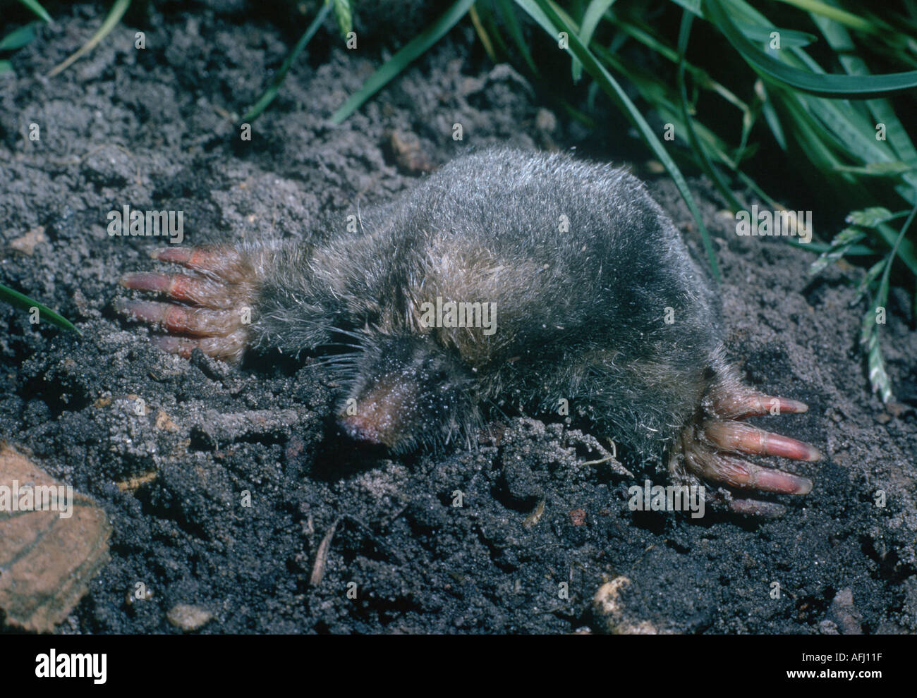 Mole showing digging fore legs Stock Photo