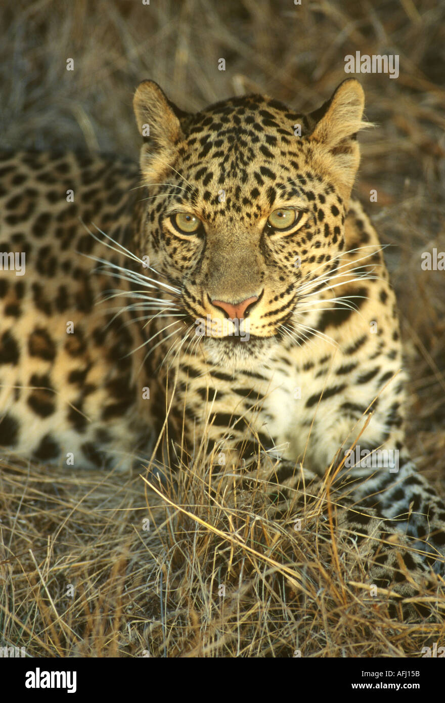 African leopard hi-res stock photography and images - Alamy