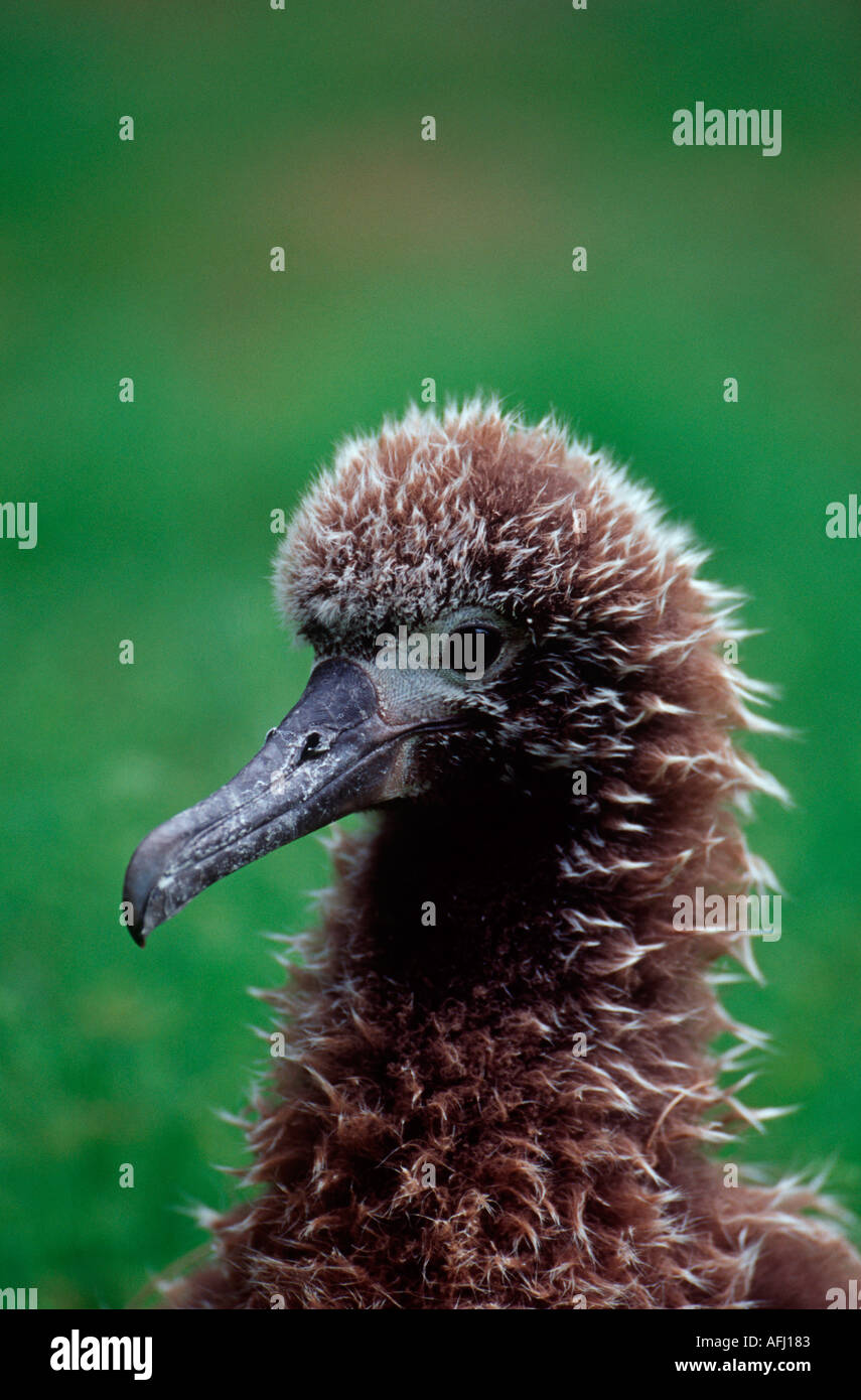 Head of Laysan albatross chick Stock Photo