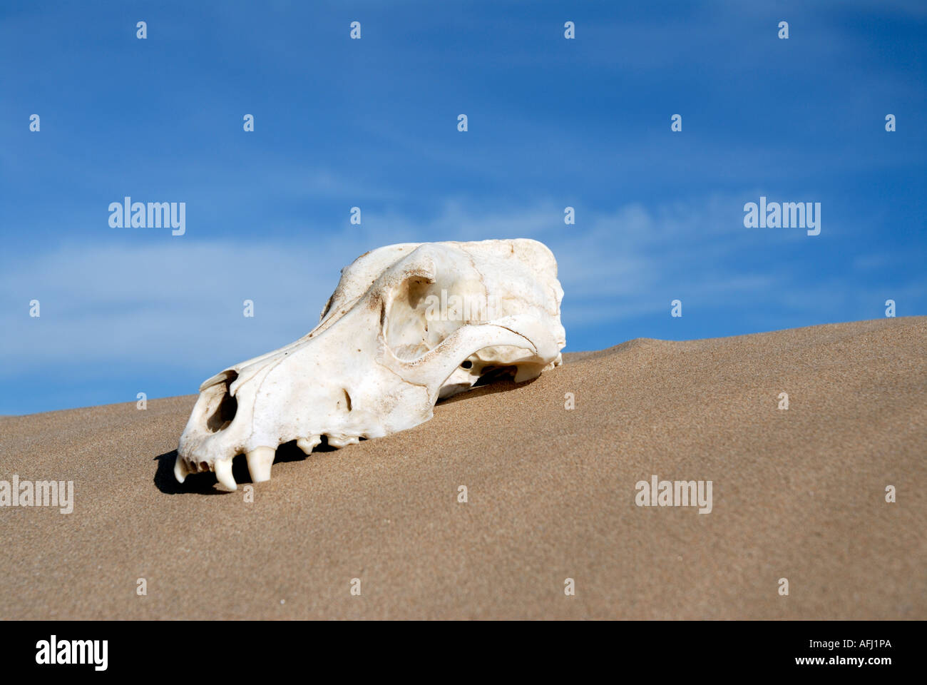 Dead animal skull in desert Stock Photo - Alamy