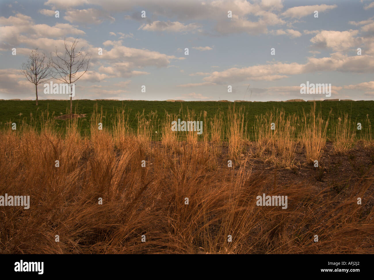 Field of tall grass hi-res stock photography and images - Alamy