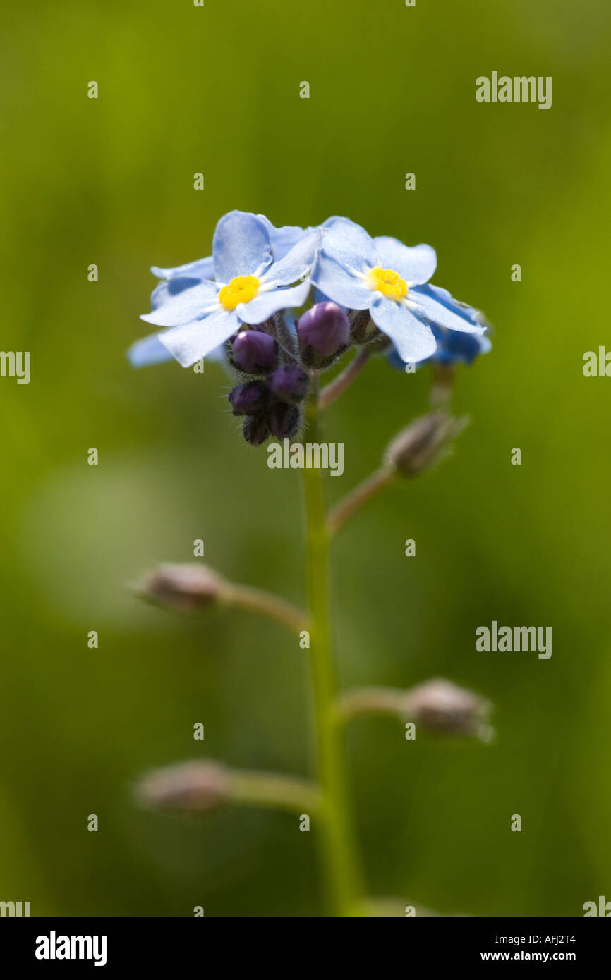 Forget-Me-Not flower myosotis alpestris growing wild in woodland Stock Photo