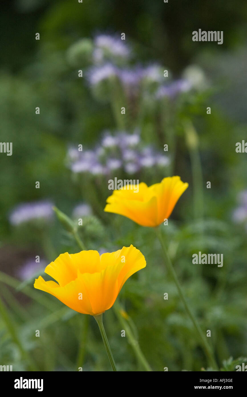 Beautiful violet color poppy hi-res stock photography and images - Alamy