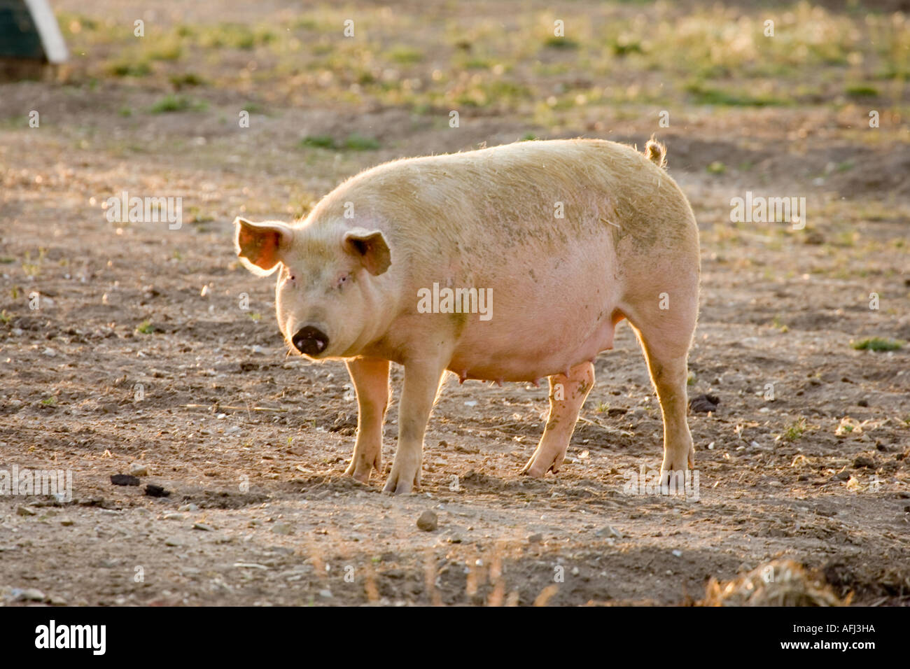 a pig in a field Stock Photo