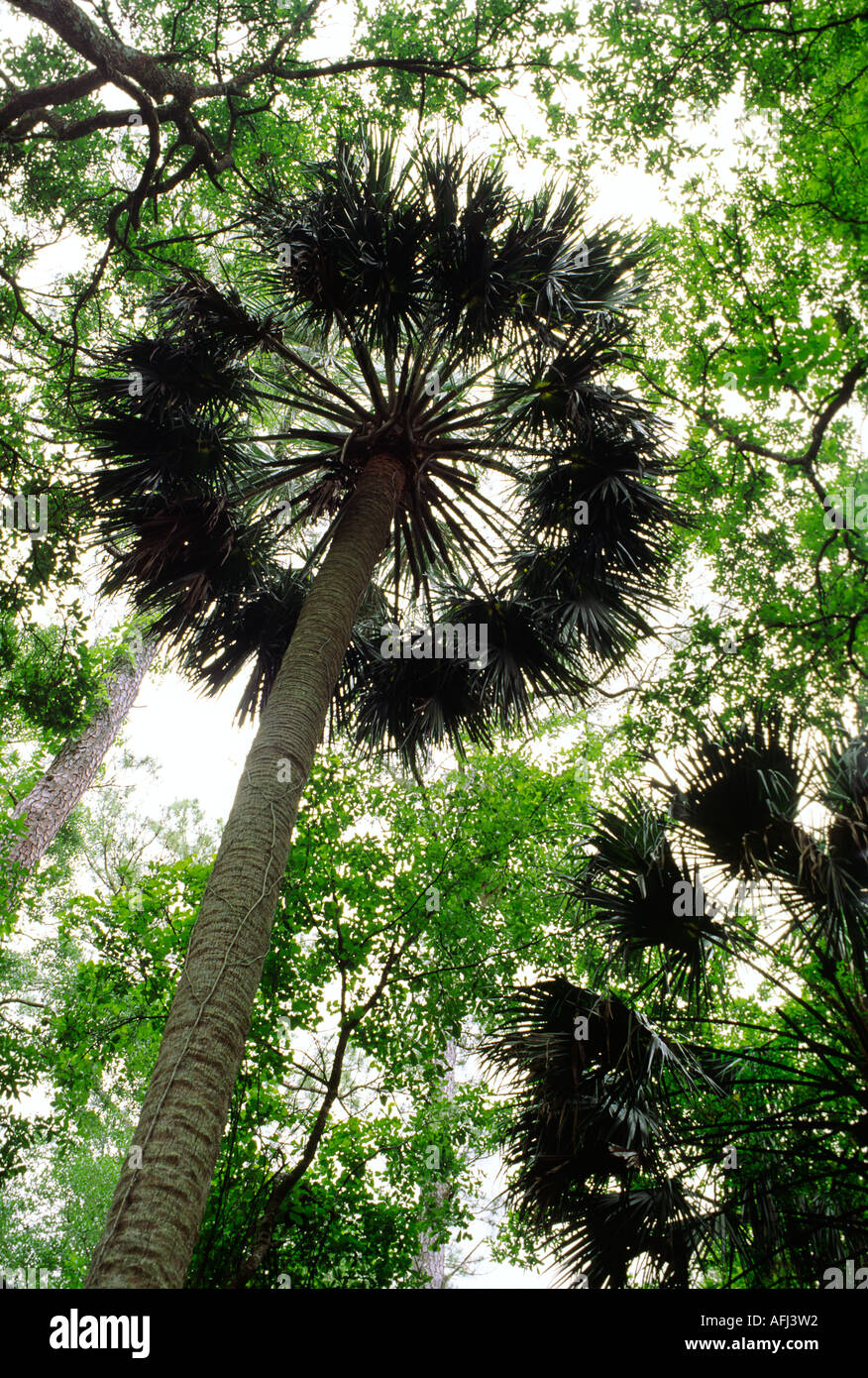 Semi tropical trees vegetation canopy at Juniper Springs in Ocala