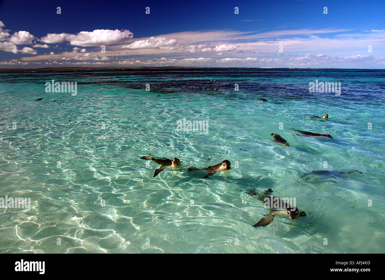 Australian sea lions Neophoca cinerea Jurien Bay Marine Park Western