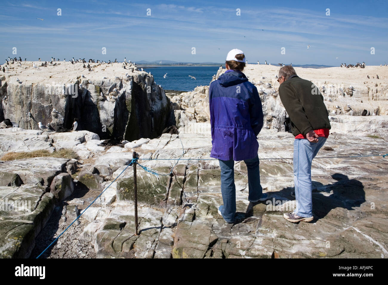 Tourists view the nesting birds in colonies on Staple Island, the farnes off Northumberland Coast, England Stock Photo
