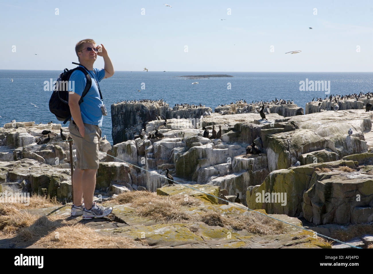 Tourist views the nesting birds in colonies on Staple Island, the farnes off Northumberland Coast, England Stock Photo