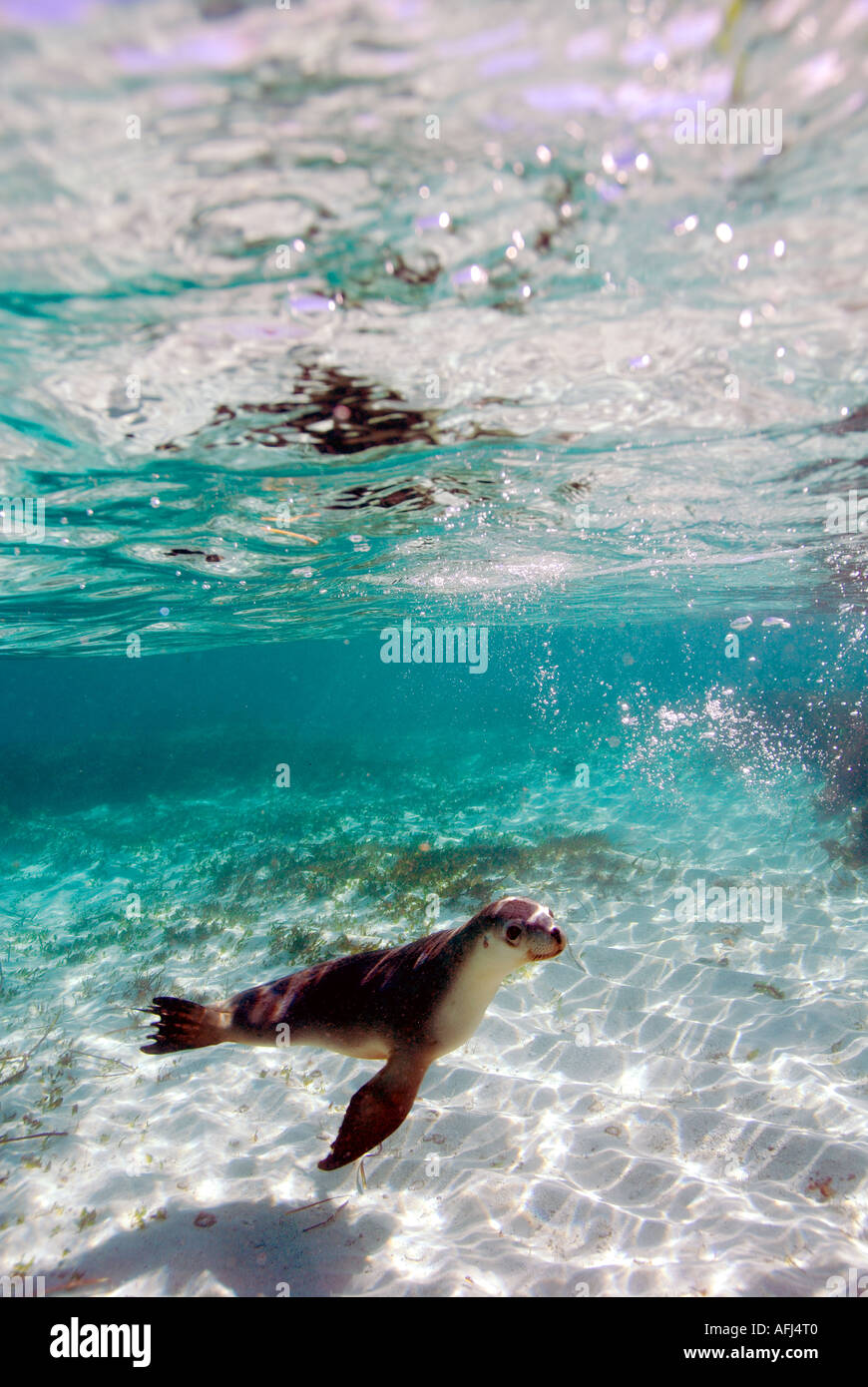 Australian sea lion Neophoca cinerea swimming in the clear waters of Jurien Bay Marine Park Western Australia Stock Photo