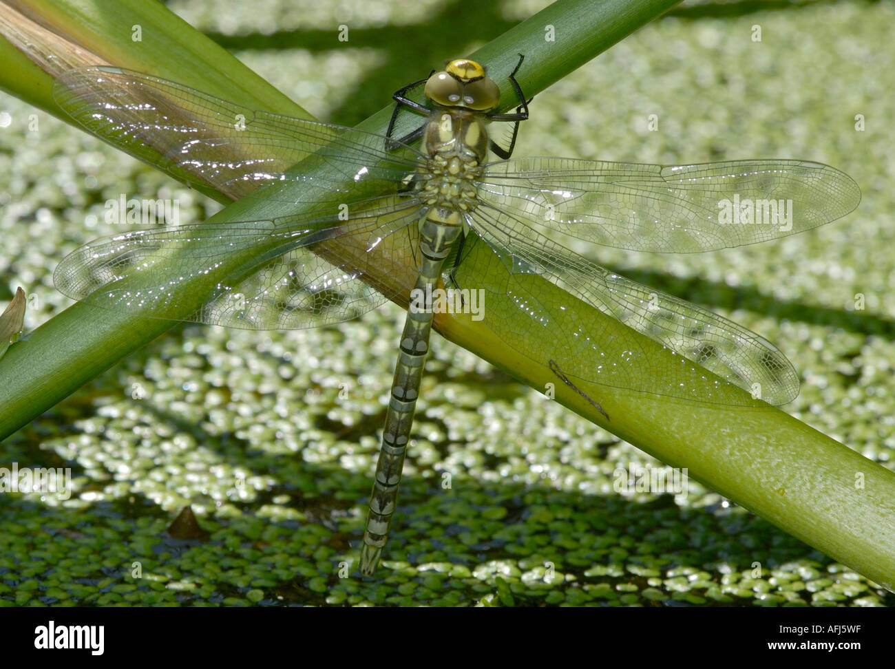 Aeshnid dragonfly  in close up showing the whole insect resting on pond vegetation Stock Photo