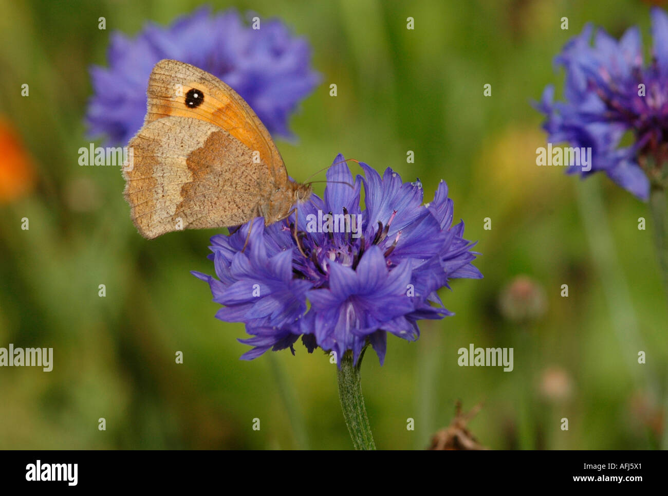 Female Meadow Brown butterfly Stock Photo Alamy
