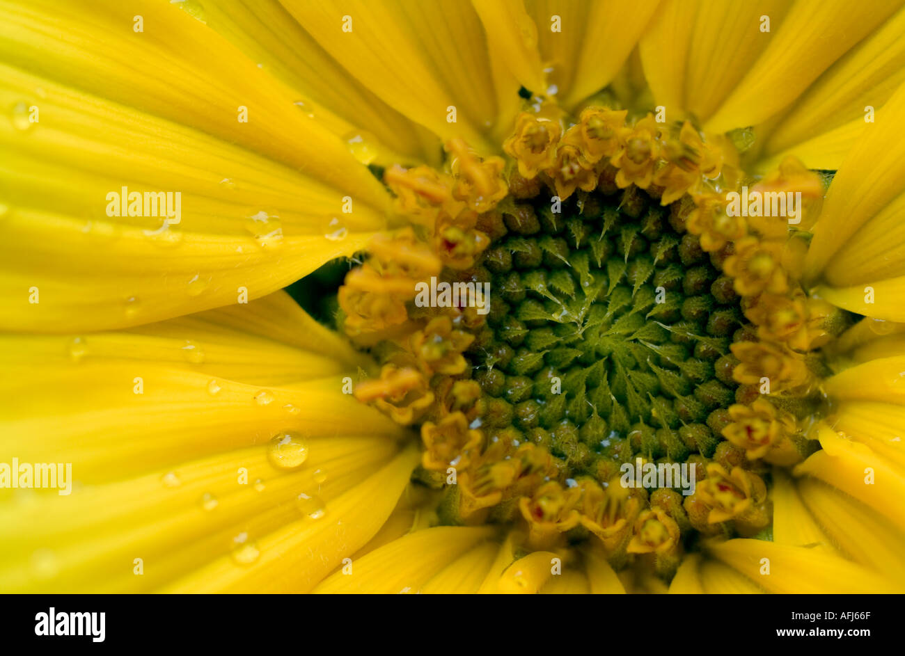 Detail of yellow Osteospernum flower with water droplets Stock Photo