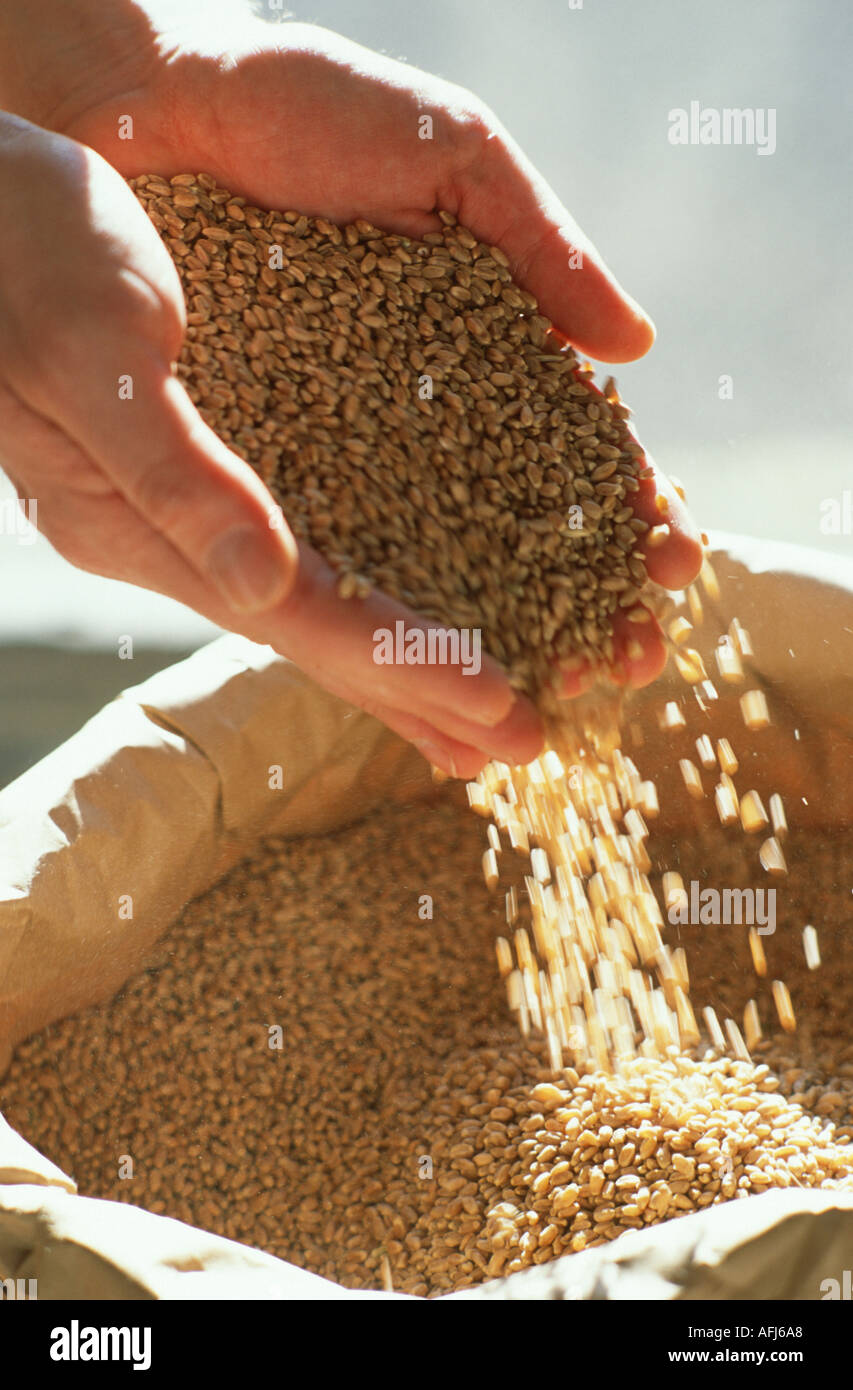 Organic Wheat pouring through hands for making Flour Shipton Mill