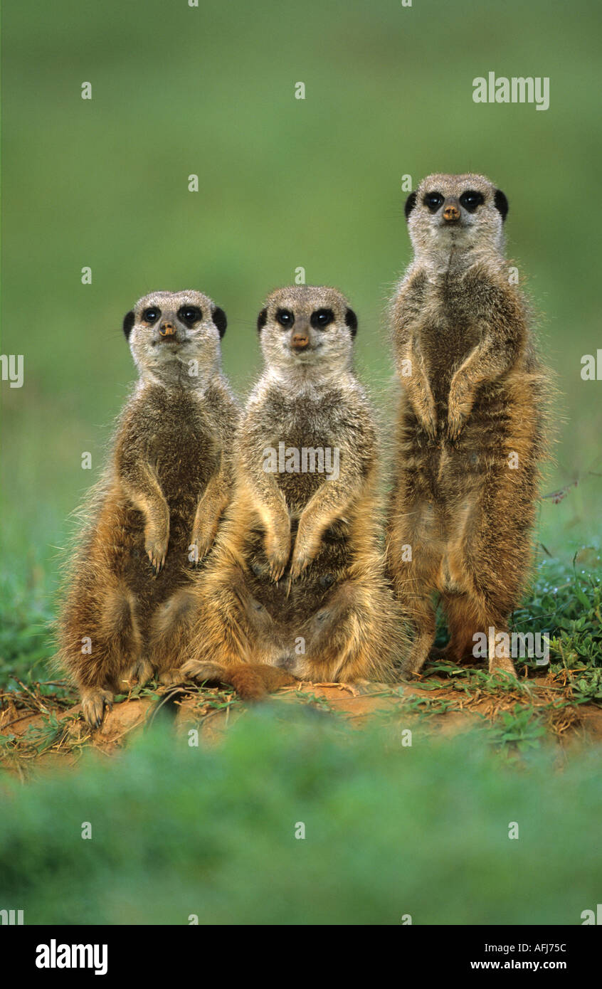 Three Meerkats Suricates Suricata Suricatta Addo South Africa Stock Photo Alamy