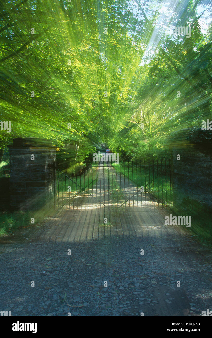 long drive through trees in blurred motion, Stock Photo