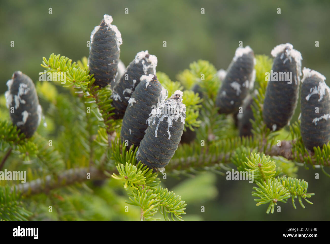 Balsam Fir (Abies balsamea) in  New Hampshire, which is part of the New England  USA Stock Photo