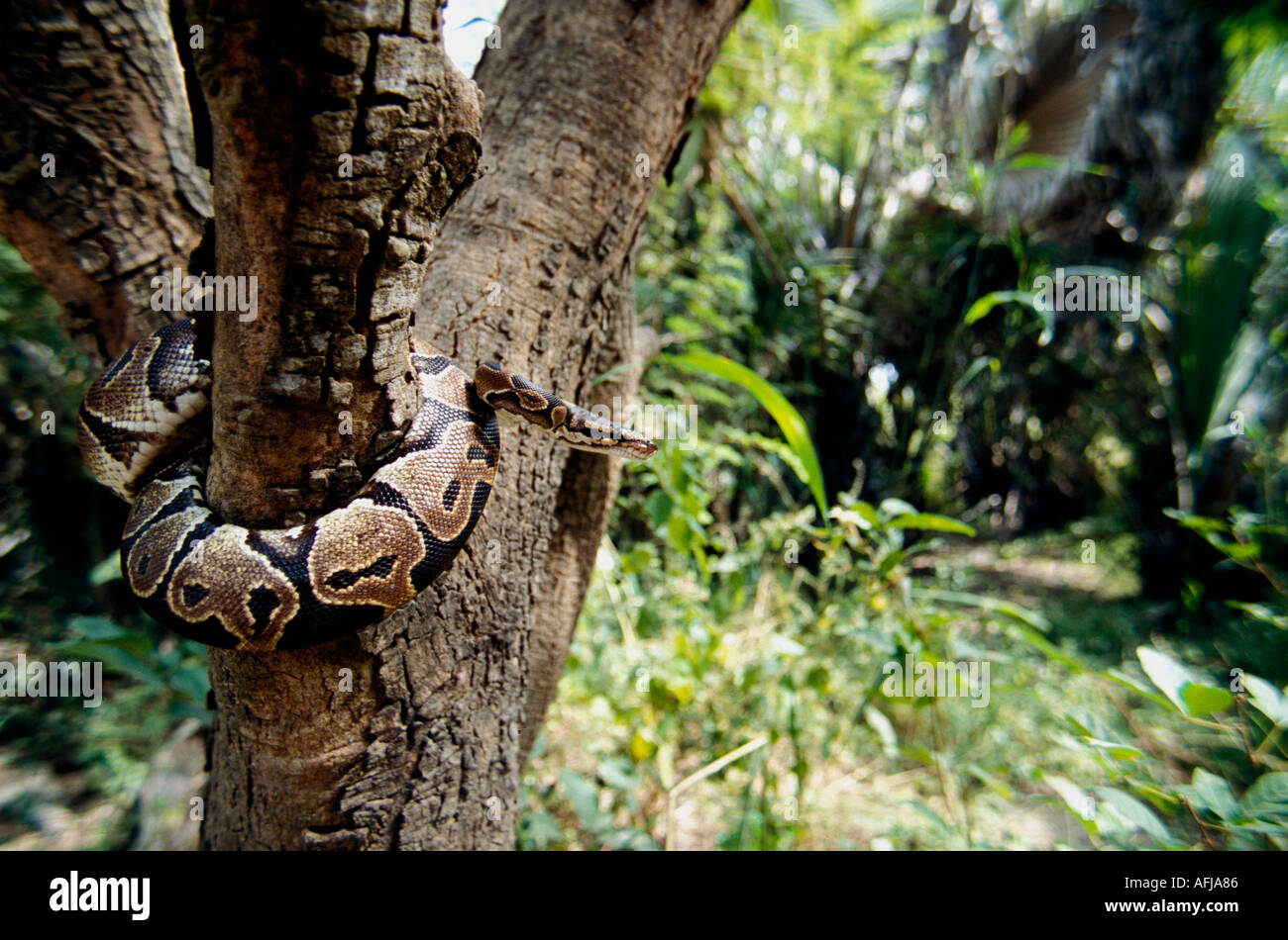 Royal Python curled around tree trunk wide angle showing forest West ...