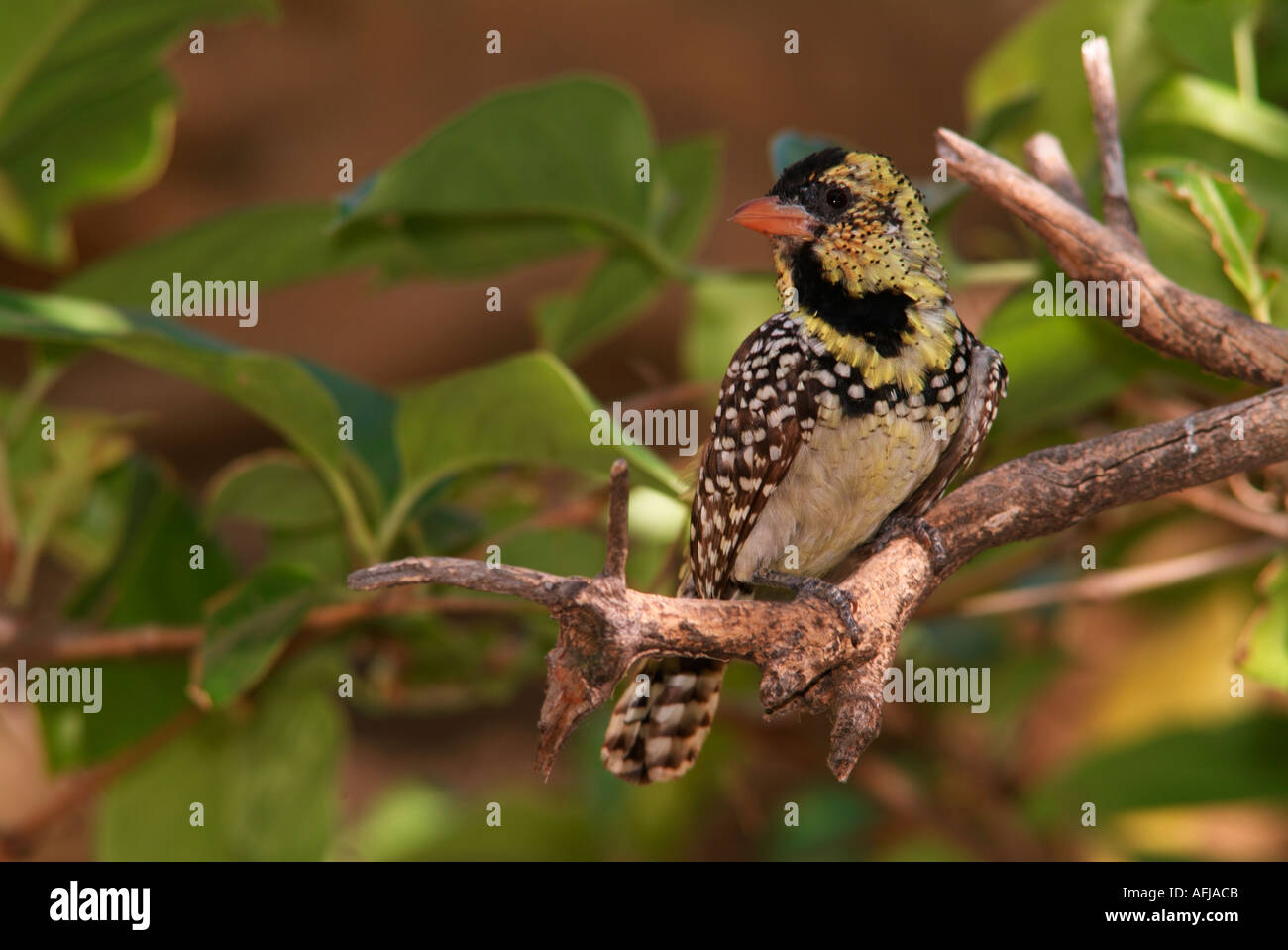 Boehm s Barbet Trachyphonus darnaudii boehmi Kenya Stock Photo